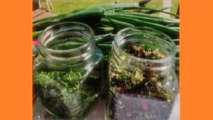 Сушіння зелені в аерогрилі